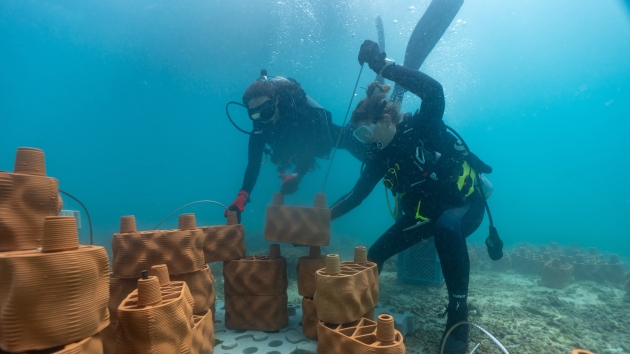 Melitta baut mit Rrreefs Korallenriff vor der Küste von Ecuador auf - Gemeinsam mit der Organisation rrreefs hat die Melitta-Gruppe ein Korallenriff vor der Küste Ecuadors aufgebaut - Quelle: Melitta-Gruppe